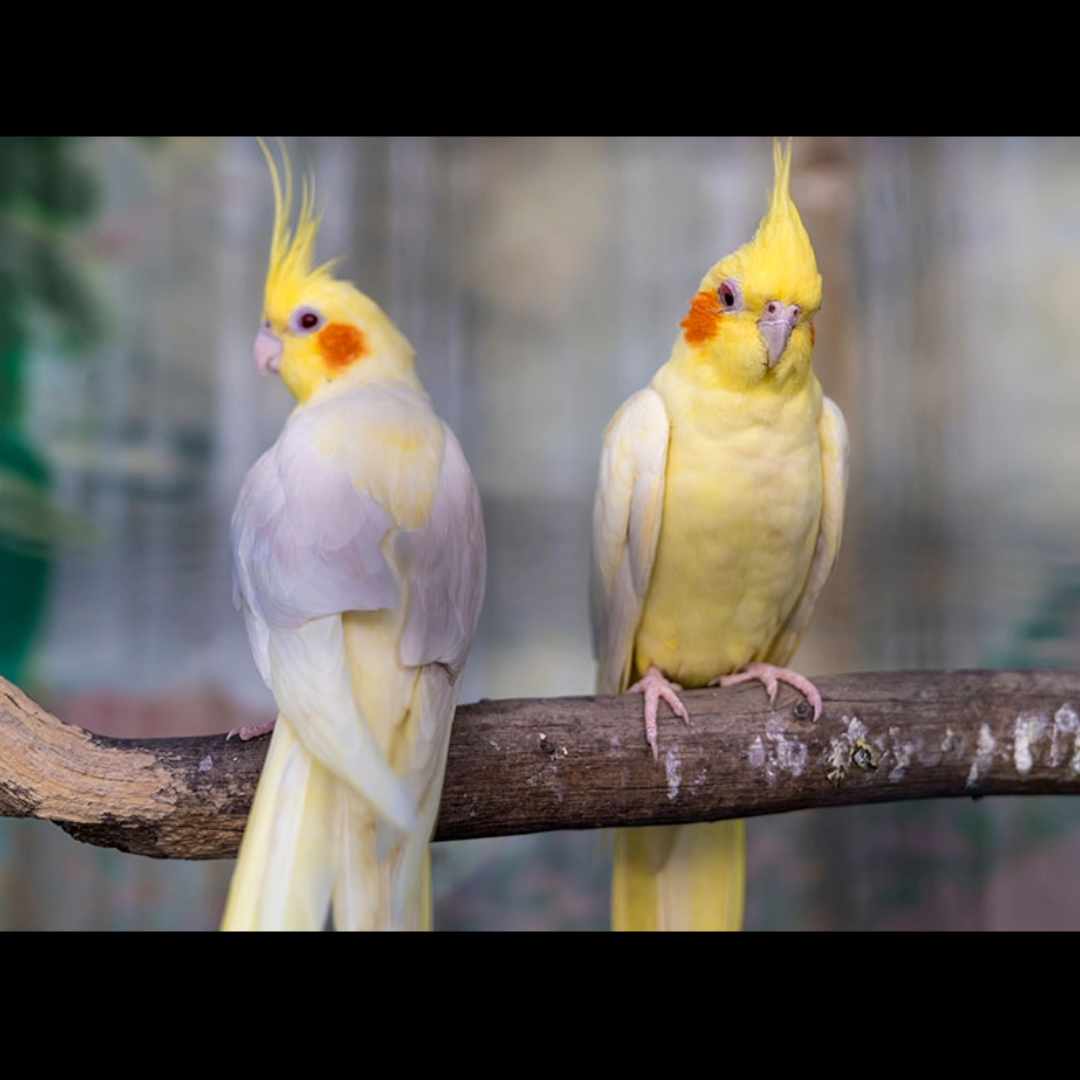 1 pair cockatial birds by amazoo.in