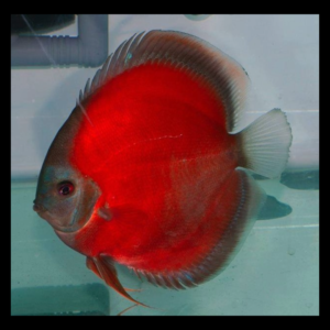Blue rim red rose discus fish by amazoo.in