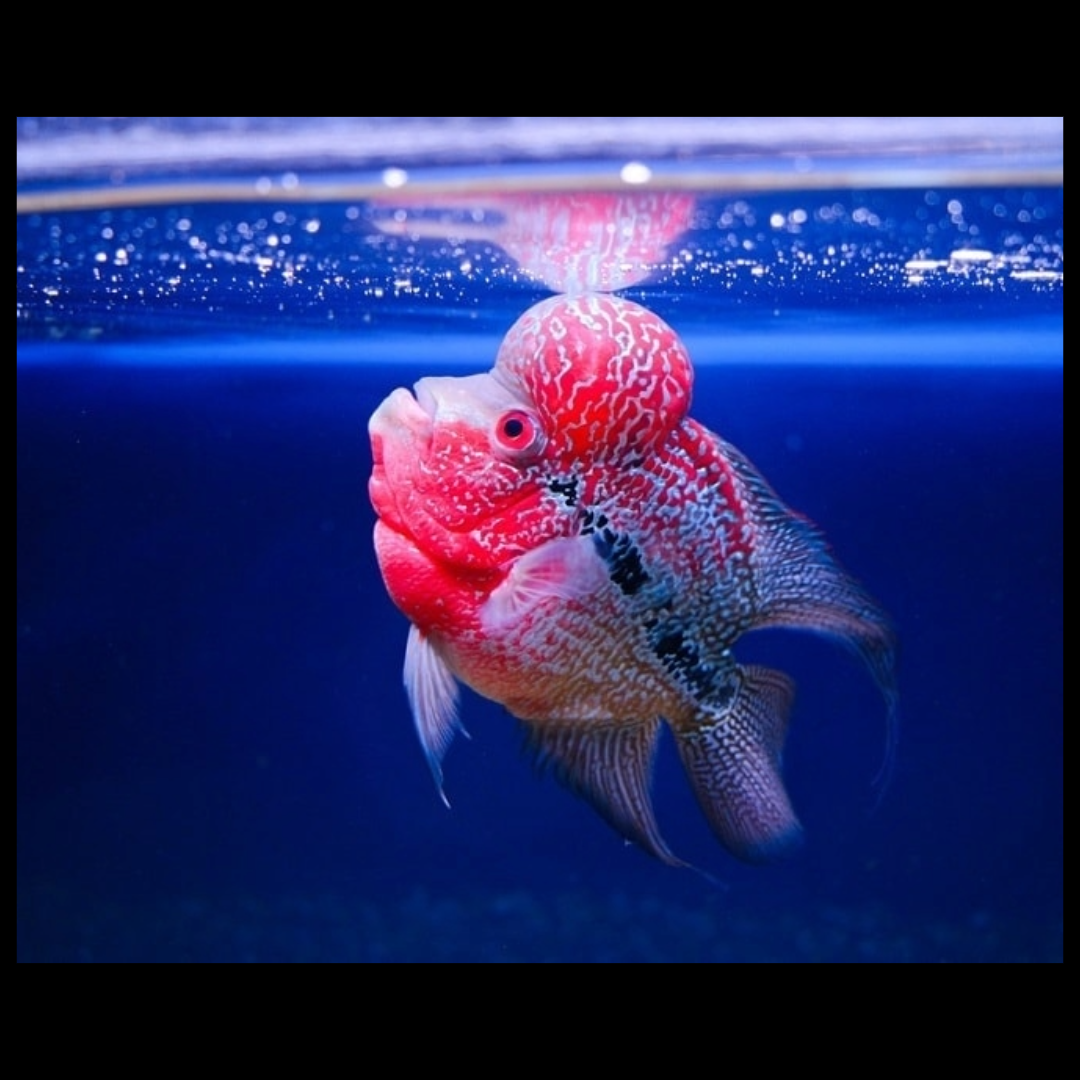 Short body Srd flowerhorn cichlid by amazoo.in