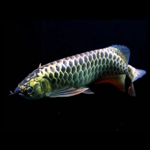 golden head blue base by amazoo.in