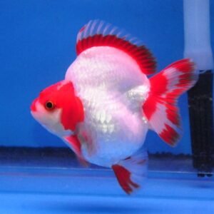 Rykine Goldfish by amazoo.in