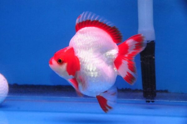 Rykine Goldfish by amazoo.in