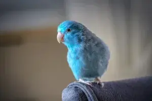 "Blue Parrot Let By Amazoo"