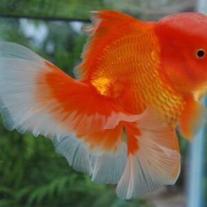 rose tail oranda goldfish by amazoo.in