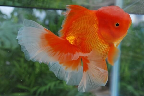 rose tail oranda goldfish by amazoo.in