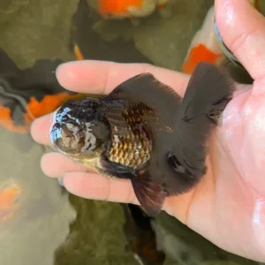 Z Black Rose Tail Oranda Goldfish by amazoo.in