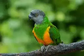 "poicephalus"