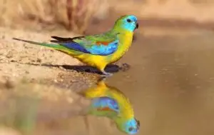 "Turquoise parrot by amazoo"