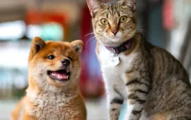 Live Pet Dog And Cat by amazoo.in